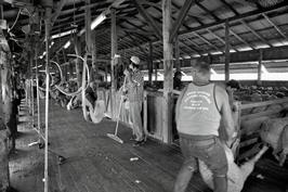 Steam Plains Shearing 022141 © Claire Parks Photography 